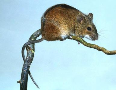 Как не заразиться «мышиными болезнями» на даче