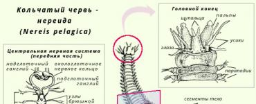 Тип Кольчатые черви: характеристика, системы органов, значение червей в природе