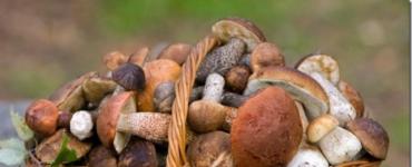 Заметки о грибах советы К чему собирать грибы в високосный год